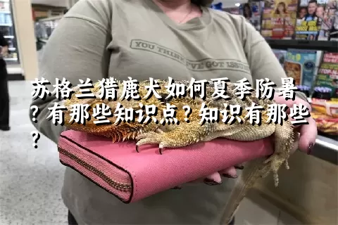 苏格兰猎鹿犬如何夏季防暑？有那些知识点？知识有那些？