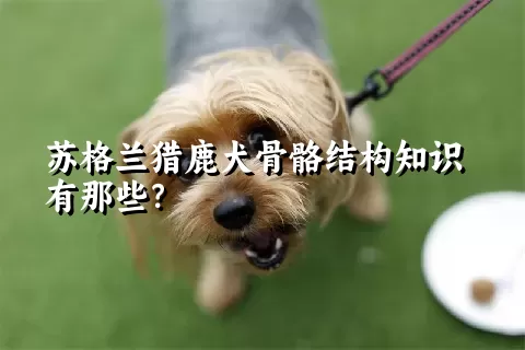 苏格兰猎鹿犬骨骼结构知识有那些？