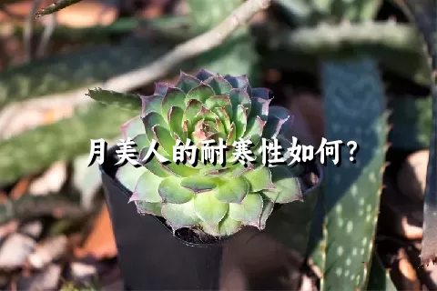 月美人的耐寒性如何？