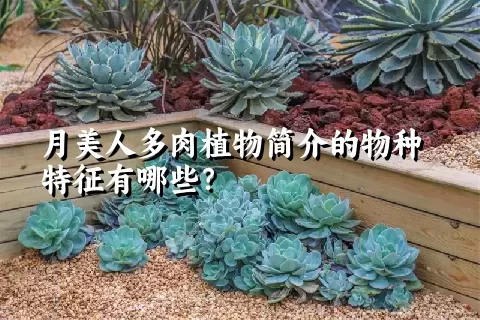 月美人多肉植物简介的物种特征有哪些？