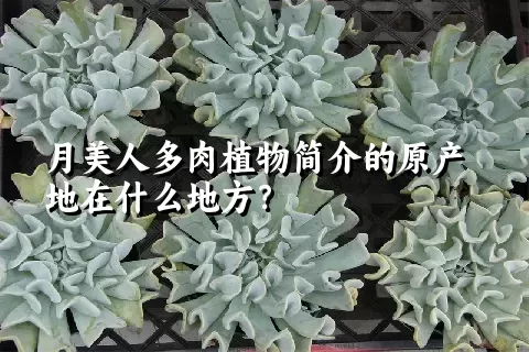 月美人多肉植物简介的原产地在什么地方？