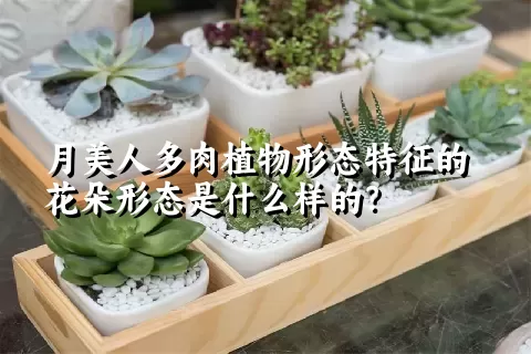 月美人多肉植物形态特征的花朵形态是什么样的？