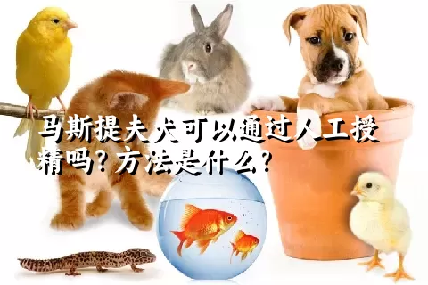 马斯提夫犬可以通过人工授精吗？方法是什么？