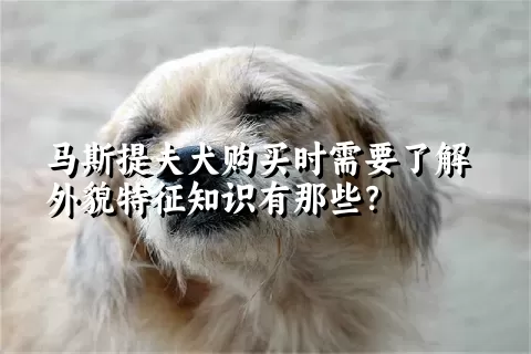 马斯提夫犬购买时需要了解外貌特征知识有那些？  