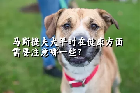 马斯提夫犬平时在健康方面需要注意哪一些？