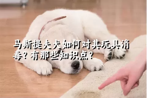 马斯提夫犬如何对其玩具消毒？有那些知识点？