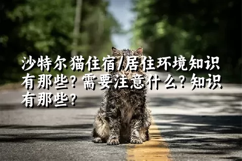 沙特尔猫住宿/居住环境知识有那些？需要注意什么？知识有那些？