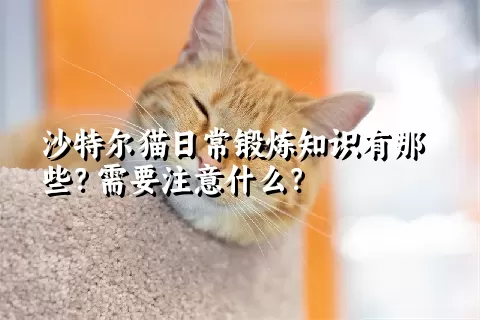 沙特尔猫日常锻炼知识有那些？需要注意什么？