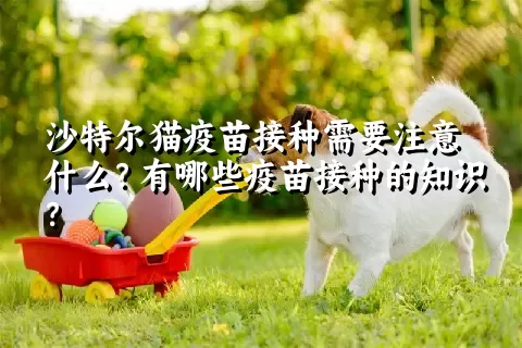 沙特尔猫疫苗接种需要注意什么？有哪些疫苗接种的知识？