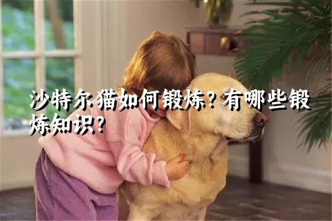 沙特尔猫如何锻炼？有哪些锻炼知识？