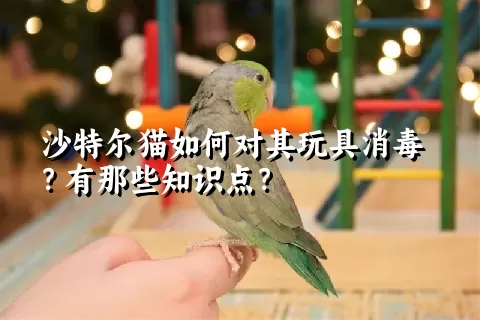 沙特尔猫如何对其玩具消毒？有那些知识点？