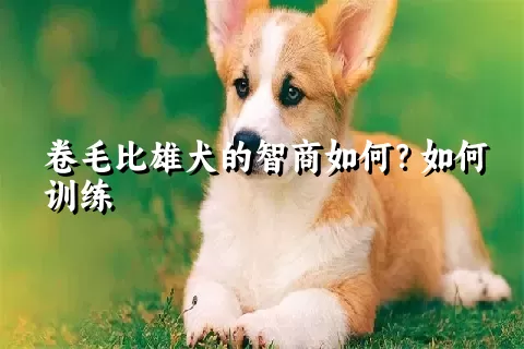 卷毛比雄犬的智商如何？如何训练