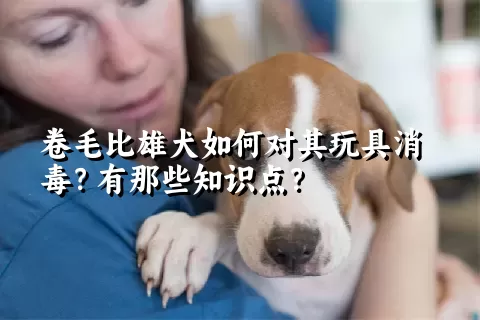 卷毛比雄犬如何对其玩具消毒？有那些知识点？