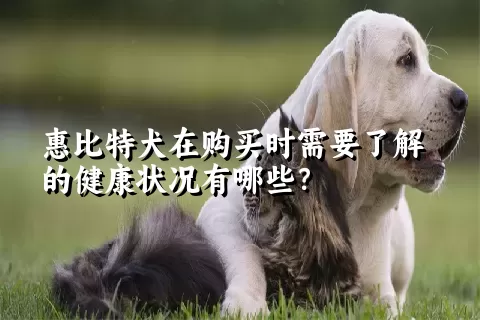 惠比特犬在购买时需要了解的健康状况有哪些？