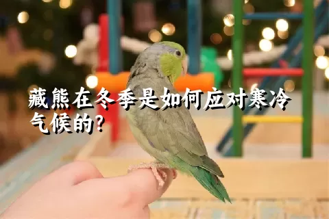 藏熊在冬季是如何应对寒冷气候的？