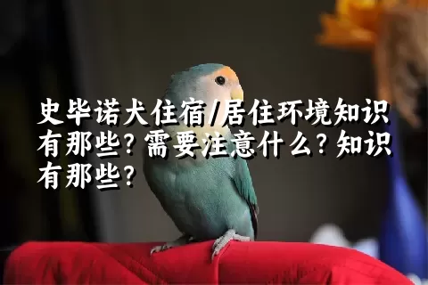 史毕诺犬住宿/居住环境知识有那些？需要注意什么？知识有那些？