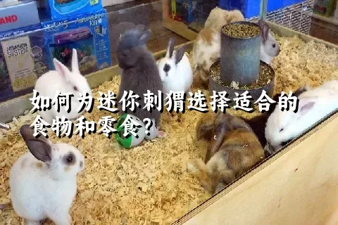 如何为迷你刺猬选择适合的食物和零食？