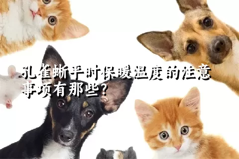 孔雀蜥平时保暖温度的注意事项有那些？ 