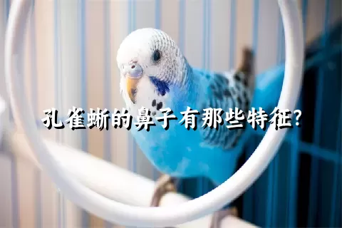 孔雀蜥的鼻子有那些特征？