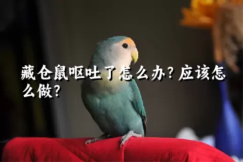 藏仓鼠呕吐了怎么办？应该怎么做？