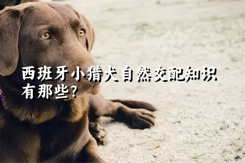 西班牙小猎犬自然交配知识有那些？