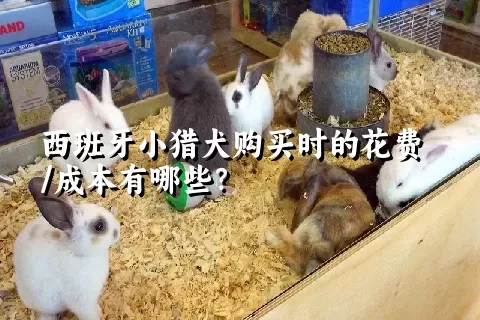 西班牙小猎犬购买时的花费/成本有哪些？