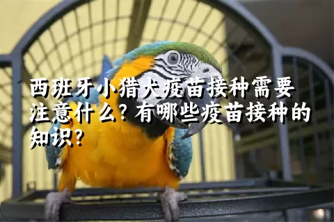 西班牙小猎犬疫苗接种需要注意什么？有哪些疫苗接种的知识？