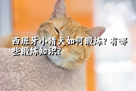 西班牙小猎犬如何锻炼？有哪些锻炼知识？