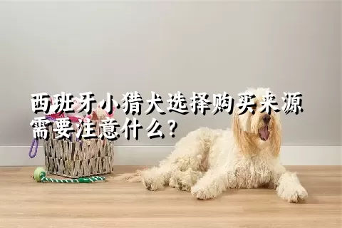 西班牙小猎犬选择购买来源需要注意什么？ 