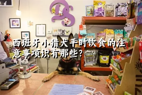 西班牙小猎犬平时饮食的注意事项识有那些？ 