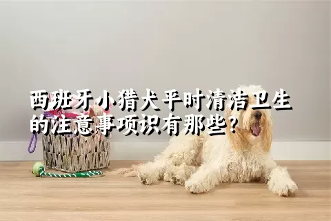 西班牙小猎犬平时清洁卫生的注意事项识有那些？ 