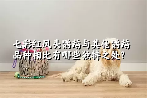 七彩红凤头鹦鹉与其他鹦鹉品种相比有哪些独特之处？