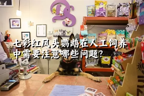 七彩红凤头鹦鹉在人工饲养中需要注意哪些问题？