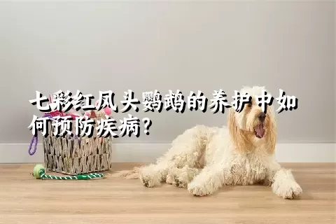 七彩红凤头鹦鹉的养护中如何预防疾病？