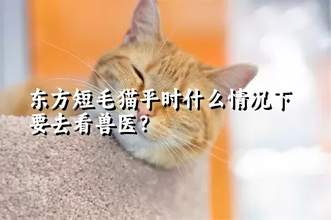 东方短毛猫平时什么情况下要去看兽医？ 