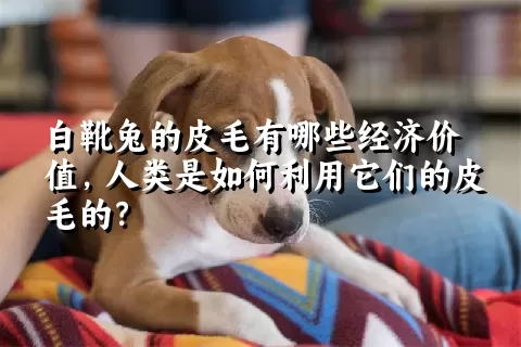 白靴兔的皮毛有哪些经济价值，人类是如何利用它们的皮毛的？