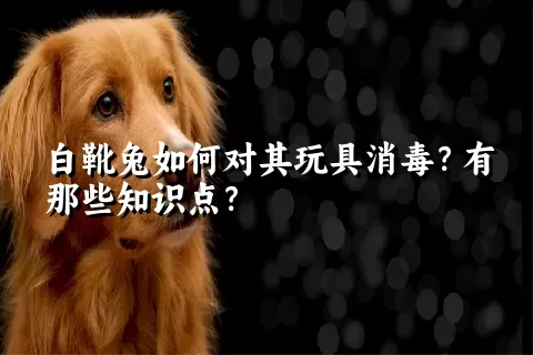 白靴兔如何对其玩具消毒？有那些知识点？